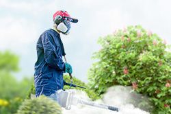 Обработка сада от паразитов - необходимые меры и их регулярность  в Воронеже