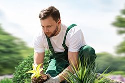 Озеленение и городское благоустройство, создание комфортной среды  в Воронеже
