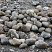 Kamenclub.ru: Речной валун (Ассорти) фр.100-300 мм.  купить в Воронеже галечник серый, темно-серый, светло-серый речная галька крупных размеров 4200 руб/т   фото КАМЕНЬ КЛУБ