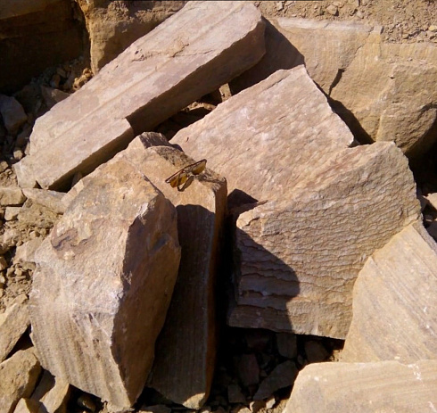 Kamenclub.ru: Песчаник пластушка желтый с рисунком (7-15 см)  купить в Воронеже плитняк - пластушка - бут желтый песчаник 10200 руб/м3   фото КАМЕНЬ КЛУБ