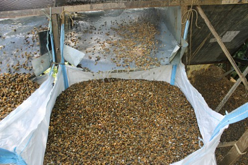 Kamenclub.ru: Галька окат (серо-желтая) фр.10-20 мм. купить  в Воронеже галька серо-желтая, рыжая, серый речная окатанная округлая галька 5000 руб/т   фото КАМЕНЬ КЛУБ