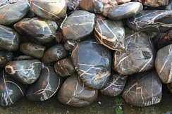 Kamenclub.ru: Валунчик Паутинник фр.100-300 мм  купить в Воронеже крупный природный камень галечник темно-серый с прожилками белый черный речной валунчик 5000 руб/т   фото КАМЕНЬ КЛУБ