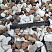 Kamenclub.ru: Мраморная крошка (щебень крошка микс : белый-черный-розовый) фр. 20-40 мм.  купить в Воронеже мрамор белый, черный, розовый декоративная ландшафтная крошка 12000 руб/т   фото КАМЕНЬ КЛУБ