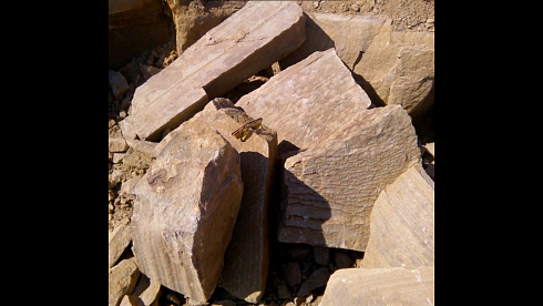 Kamenclub.ru: Песчаник пластушка желтый с рисунком (4-6 см)  купить в Воронеже плитняк пластушка желтый с рисунком песчаник 9 000 руб/м3   фото КАМЕНЬ КЛУБ