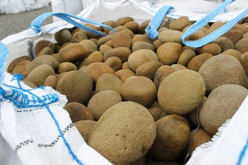 Kamenclub.ru: Песчаник ядра, фр. 100-300 мм  купить в Воронеже песчаник бежевый серый рыжий речная галька 5 000 руб/т   фото КАМЕНЬ КЛУБ