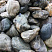 Kamenclub.ru: Речной валун Кабанчик фр.300-500 мм.  купить в Воронеже крупный природный камень галька серый, темно-серый речной валун галечник масштабный 7000 руб/т   фото КАМЕНЬ КЛУБ
