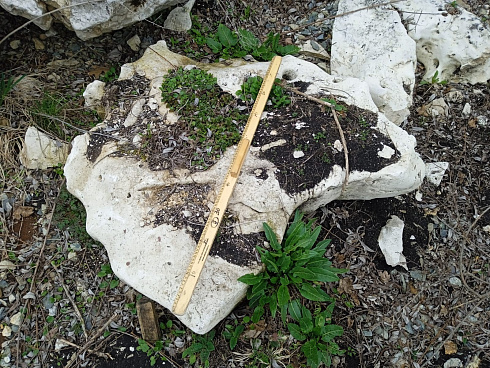 Kamenclub.ru: Выветренный известняк со мхом фр. 100-500 мм.  купить в Воронеже известняк серый белый зеленый валун известняковый крупный 10000 руб/т   фото КАМЕНЬ КЛУБ