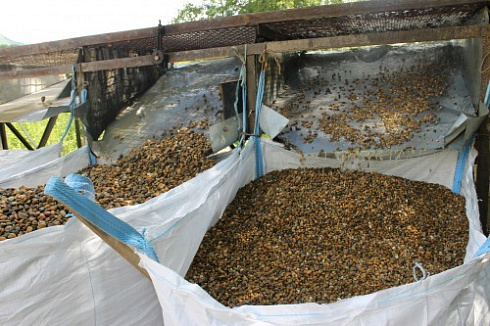 Kamenclub.ru: Галька окат (серо-желтая) фр.10-20 мм. купить  в Воронеже галька серо-желтая, рыжая, серый речная окатанная округлая галька 5000 руб/т   фото КАМЕНЬ КЛУБ