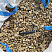 Kamenclub.ru: Галька речная окат рыжая фр. 20-40 мм. купить  в Воронеже галька речная окатанная рыжая желтая серая округлая речная галька 5000 руб/т   фото КАМЕНЬ КЛУБ