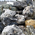 Kamenclub.ru: Черный гранит - кварцит фр. 100-500 мм.  купить в Воронеже мрамор гранит черный с белыми прожилками, серый, белый валун скальный колотый 7000 руб/т   фото КАМЕНЬ КЛУБ