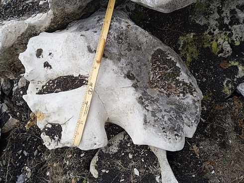 Kamenclub.ru: Выветренный известняк (степной) фр. 500-1500 мм.  купить в Воронеже    10000 руб/т   фото КАМЕНЬ КЛУБ