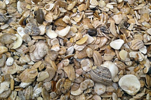 Морская ракушка фр. 5-20 мм  купить в Воронеже фото Камень Клуб