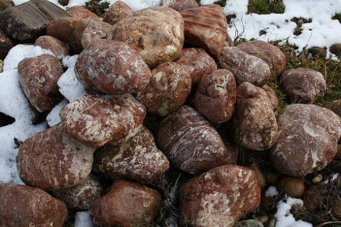 Kamenclub.ru: Розовый валунчик фр.100-300 мм.  купить в Воронеже крупный природный камень розовый, серый молочный красный речной галечник природный 7850 руб/т   фото КАМЕНЬ КЛУБ